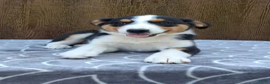 Australian Shepherd 5