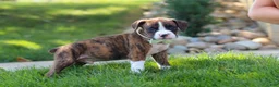 Boxer dogs for sale: Leo - Ad 8