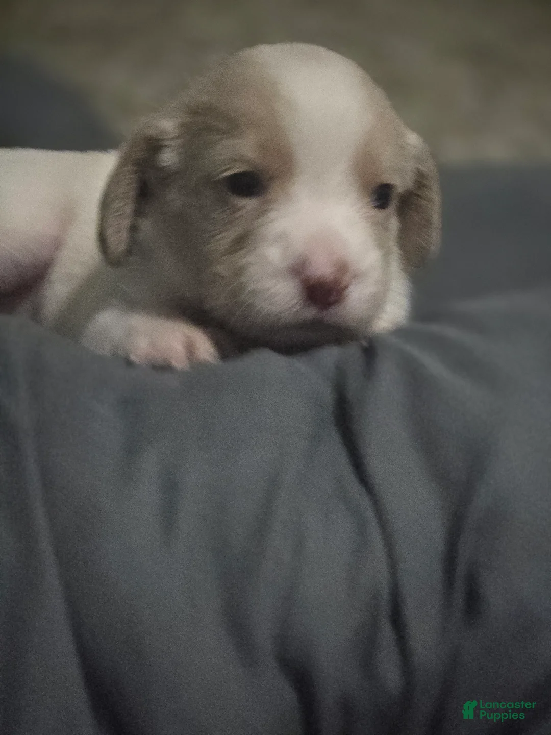 Double Doodle dogs for sale: Double Doodle 9-Precious - Ad 1