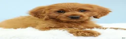 Cavapoo dogs for sale: Reese 🍫 - Ad 12