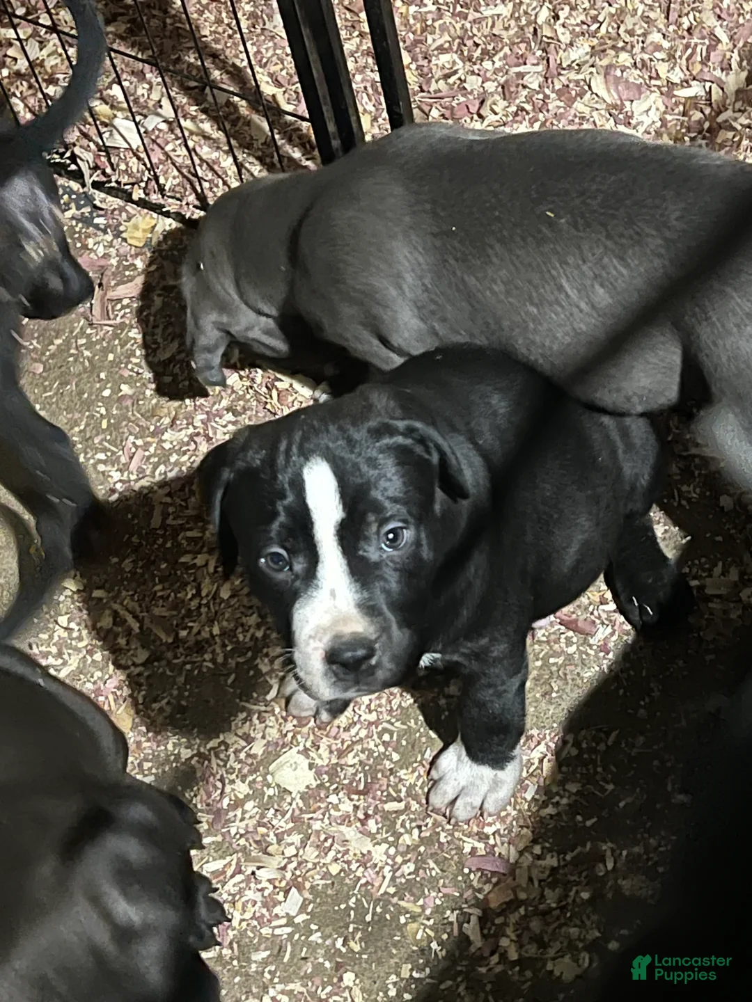 American Pit Bull Terrier dogs for sale: gustavo - Ad 4