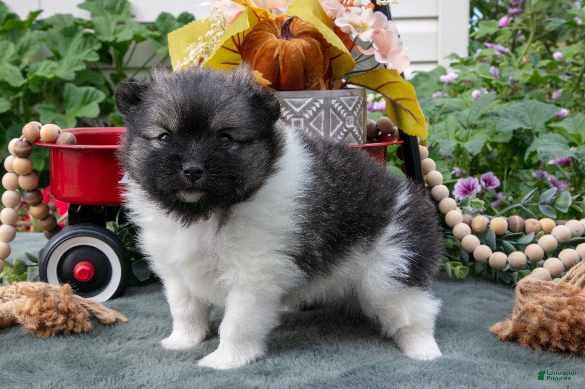 Tucker (Pomeranian, Male) in Monroe, IN