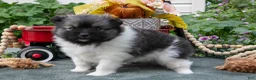 Pomeranian dogs for sale: Tucker - Ad 1