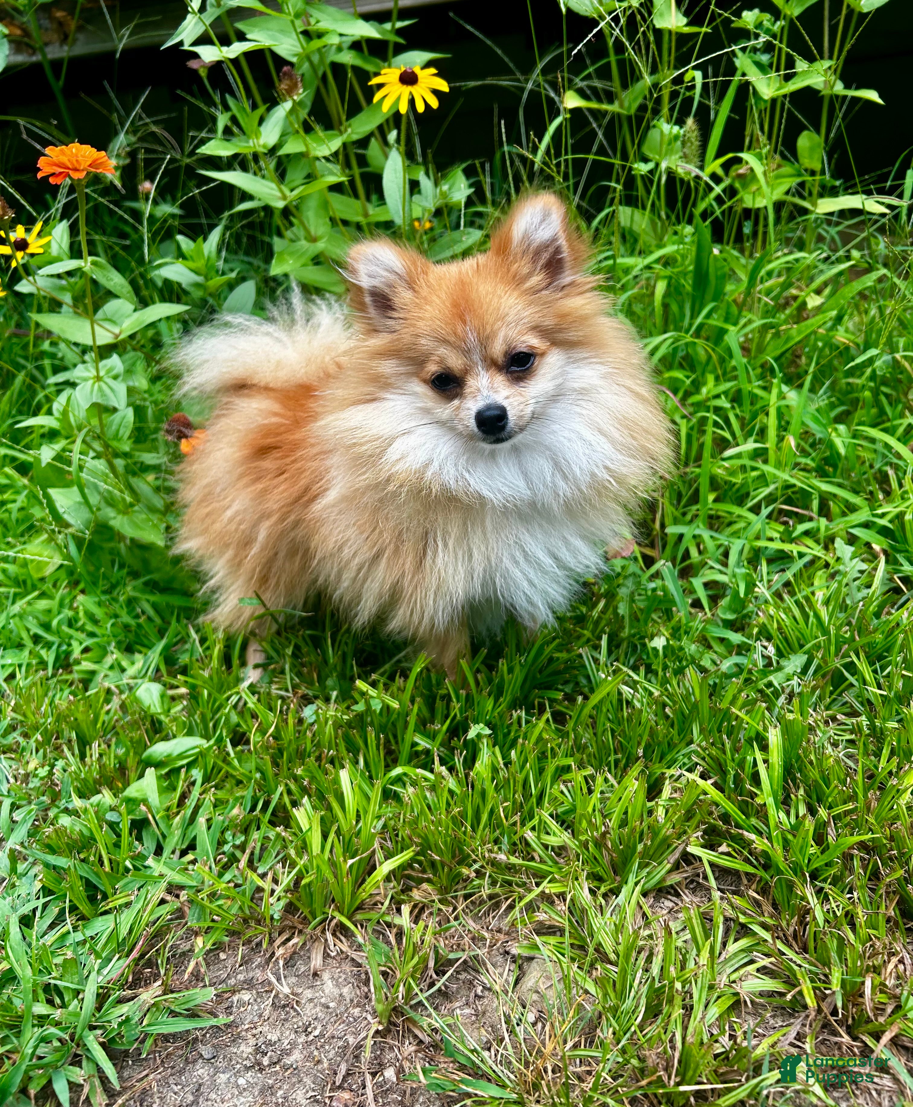 Pomeranian dogs Pomeranian 1 - Ad 38
