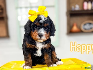 Bernedoodle dogs Happy - Ad 7