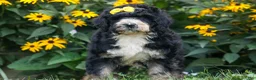 Bernedoodle dogs for sale: Dolly🎀  - Ad 3