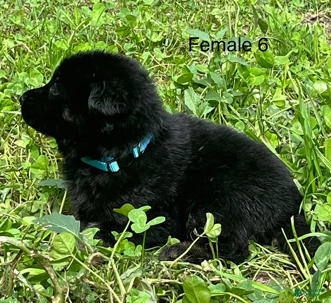 German Shepherd dogs for sale: German Shepherd 6 - Ad 1