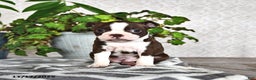 Boston Terrier dogs for sale: Reba - Ad 4