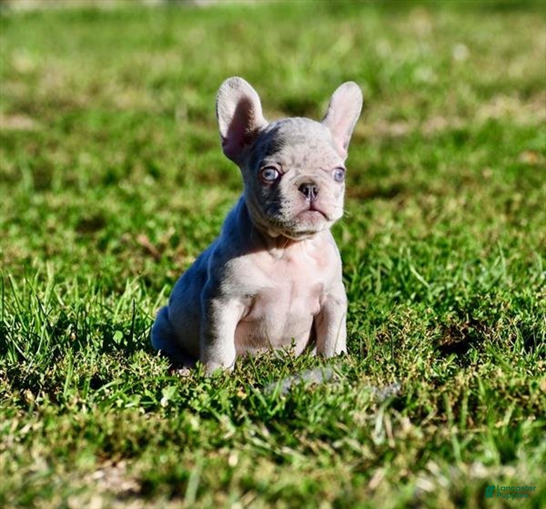 French Bulldog dogs for sale: Meet Fleur!  French Bulldog Puppy  - Ad 2