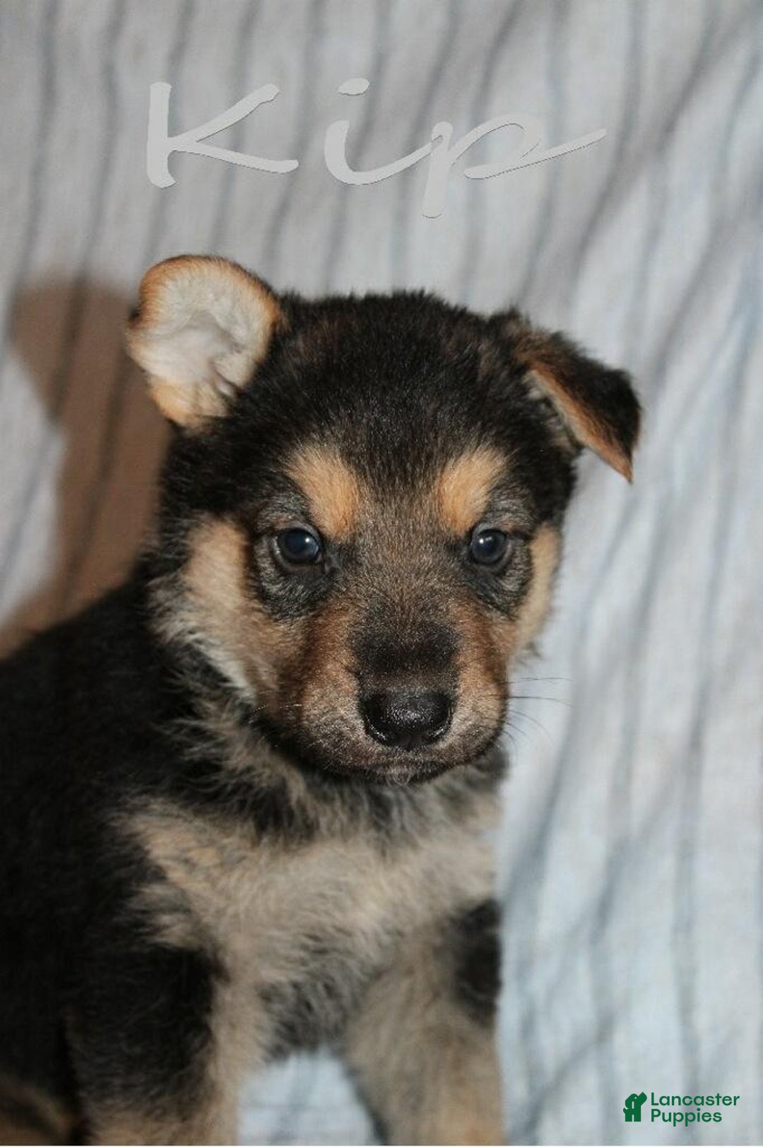 German Shepherd dogs for sale: German Shepherd Puppy 2 Kip - Ad 2