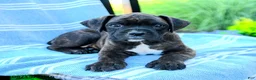 Boxer dogs for sale: Owen - Ad 3