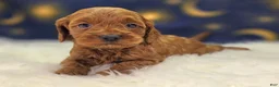 Cockapoo dogs for sale: Glaze - Ad 13
