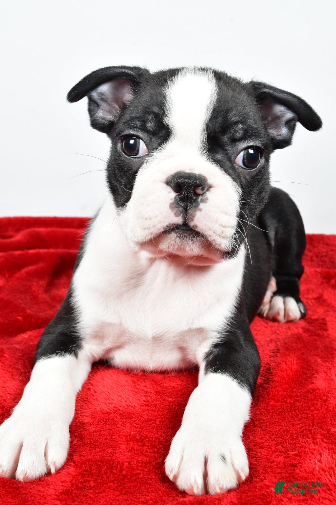 Boston Terrier dogs for sale: Isaac - Ad 5