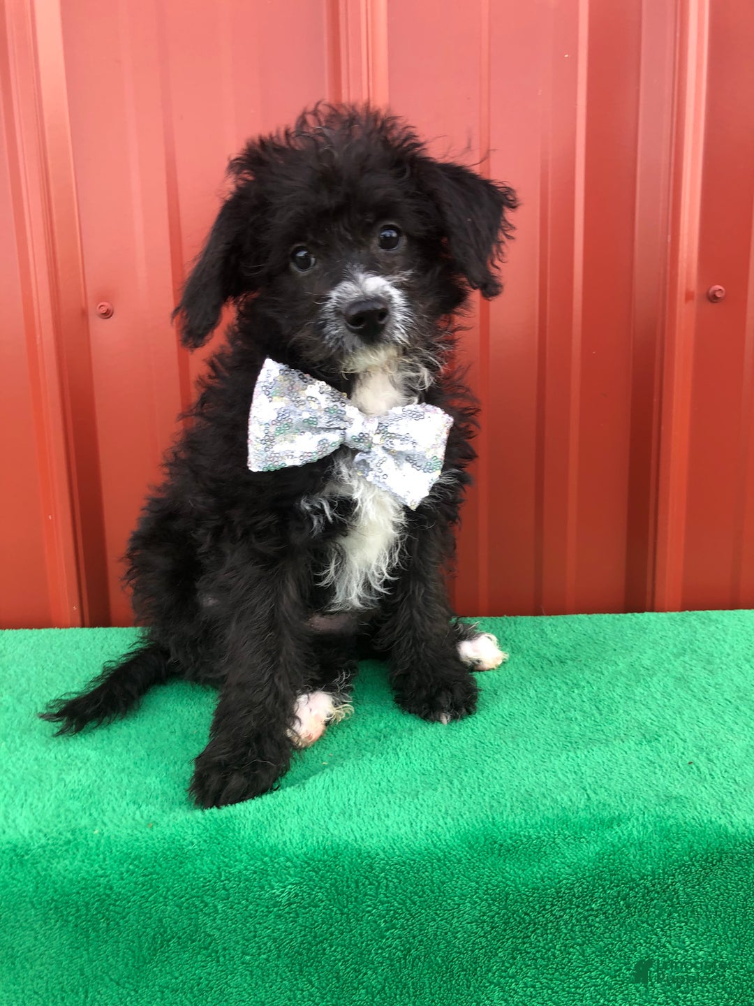 Mixed Breed dogs for sale: Tucker - Ad 5