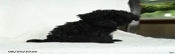 Toy Poodle dogs for sale: Donna - Ad 5