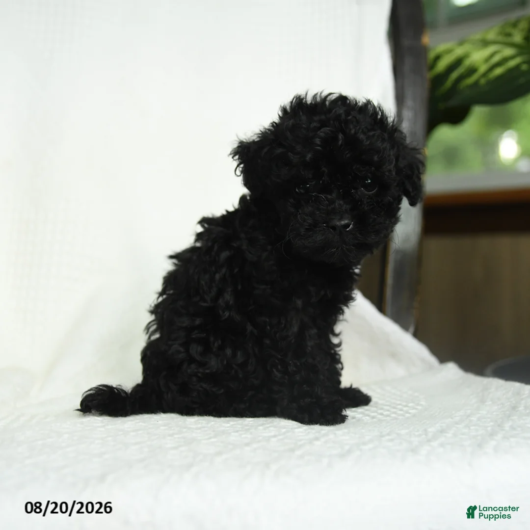 Toy Poodle dogs for sale: Donna - Ad 5