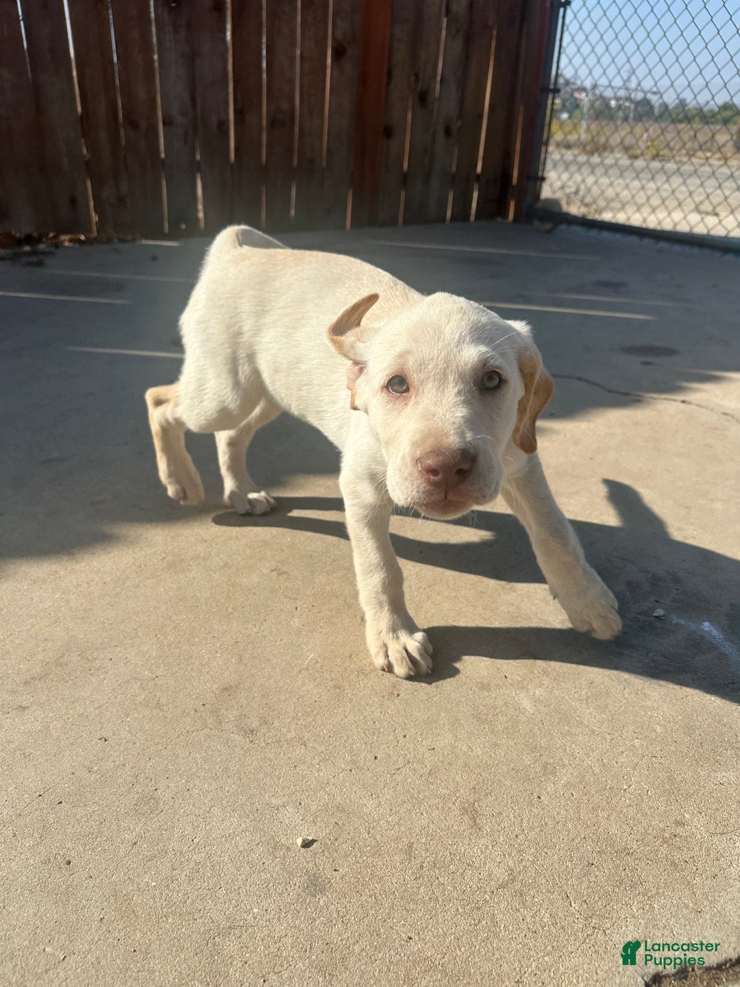 Labrador Retriever dogs for sale: Labrador Retriever Puppy 4 - Ad 3