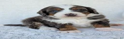 Mini Bernedoodle dogs for sale: Mini Asher  - Ad 8