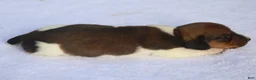 Dachshund dogs for sale: Shaded Red Piebald Female  - Ad 4