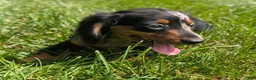 Miniature Dachshund dogs for sale: Miniature Dachshund 2 - Ad 10