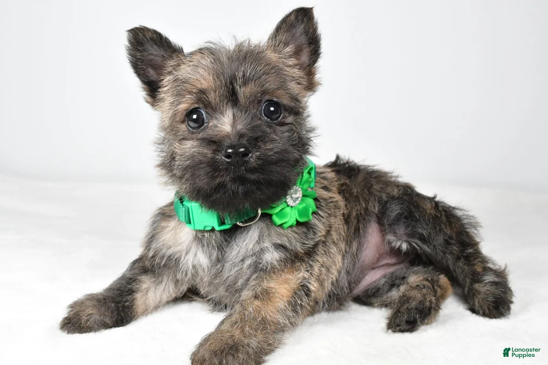 Cairn Terrier dogs for sale: Charlotte - Ad 1