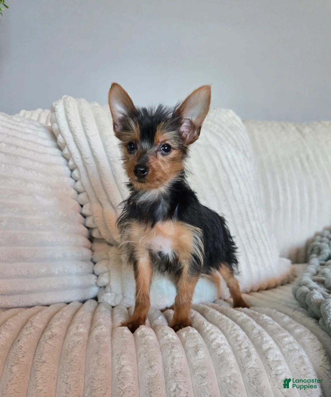 Yorkshire Terrier dogs for sale: Yorkshire Terrier Puppy 3 - Ad 1