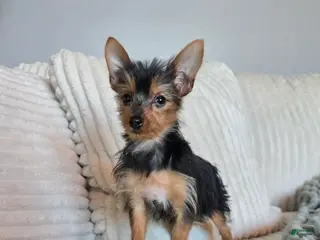 Yorkshire Terrier dogs Yorkshire Terrier Puppy 3 - Ad 3