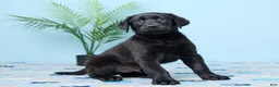 Labrador Retriever dogs for sale: Shadow - Ad 3