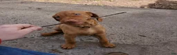 Vizsla dogs for stud: Red the stud  - Ad 3