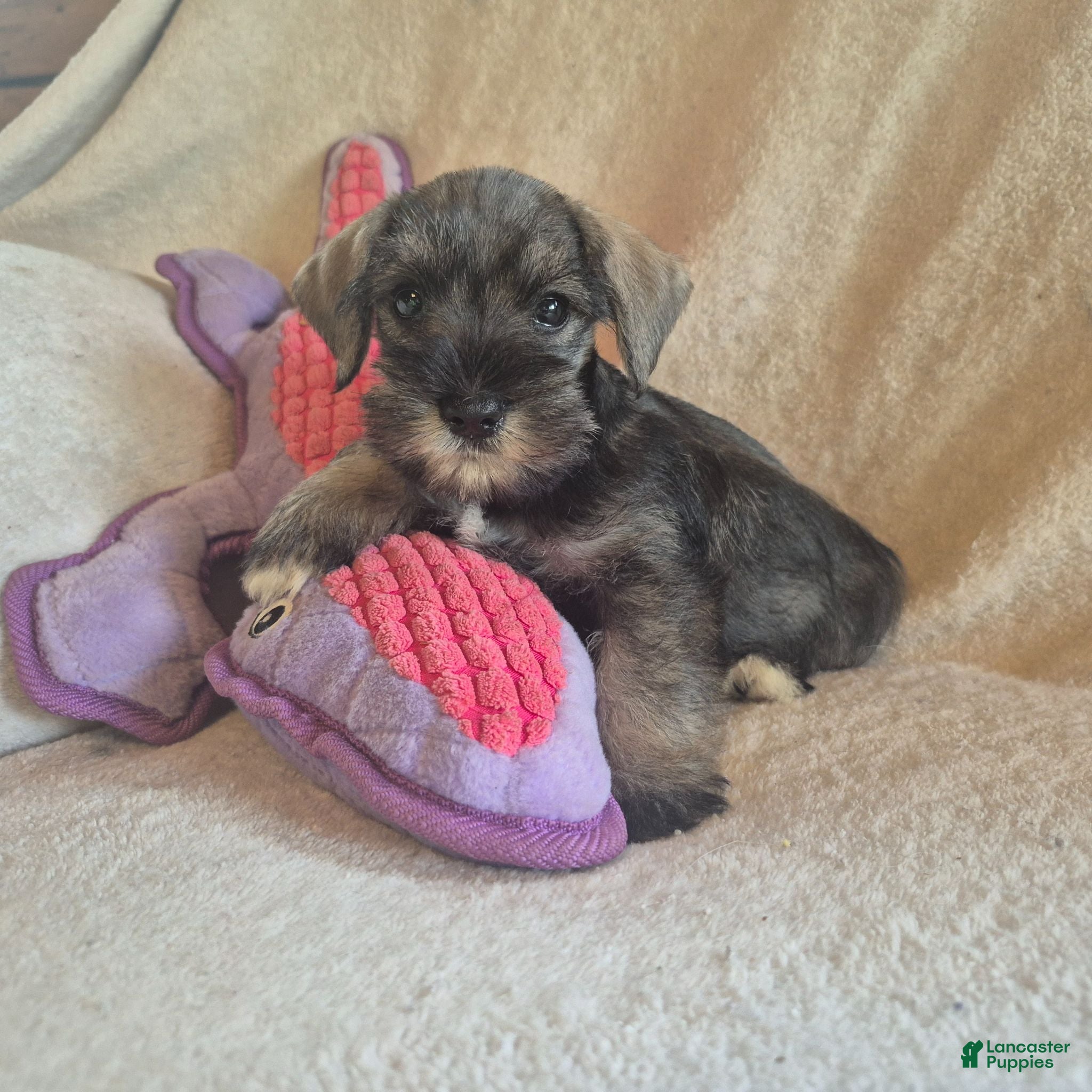 Miniature Schnauzer dogs Molly - Ad 16