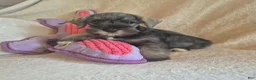 Miniature Schnauzer dogs for sale: Molly - Ad 1