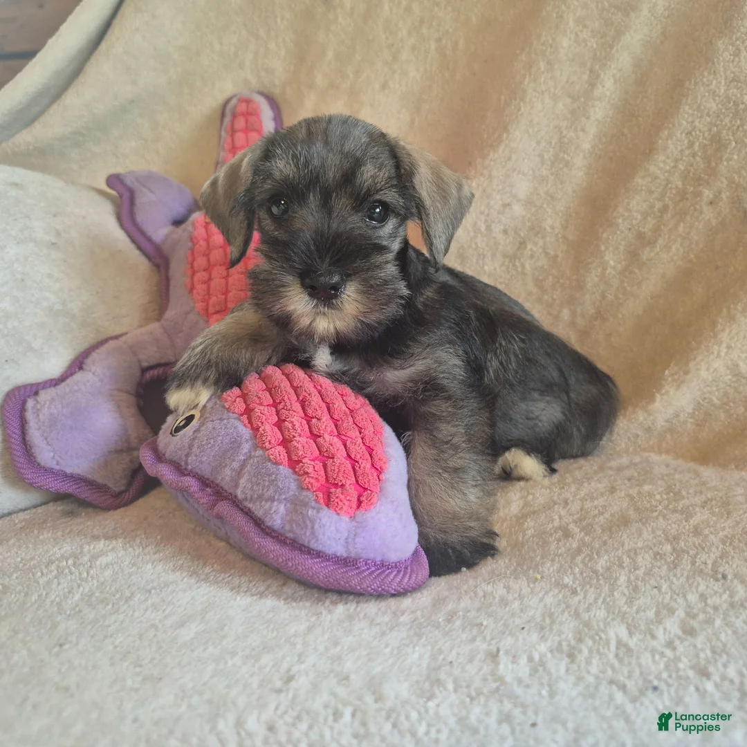 Miniature Schnauzer dogs for sale: Molly - Ad 1