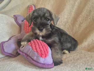 Miniature Schnauzer dogs Molly - Ad 16