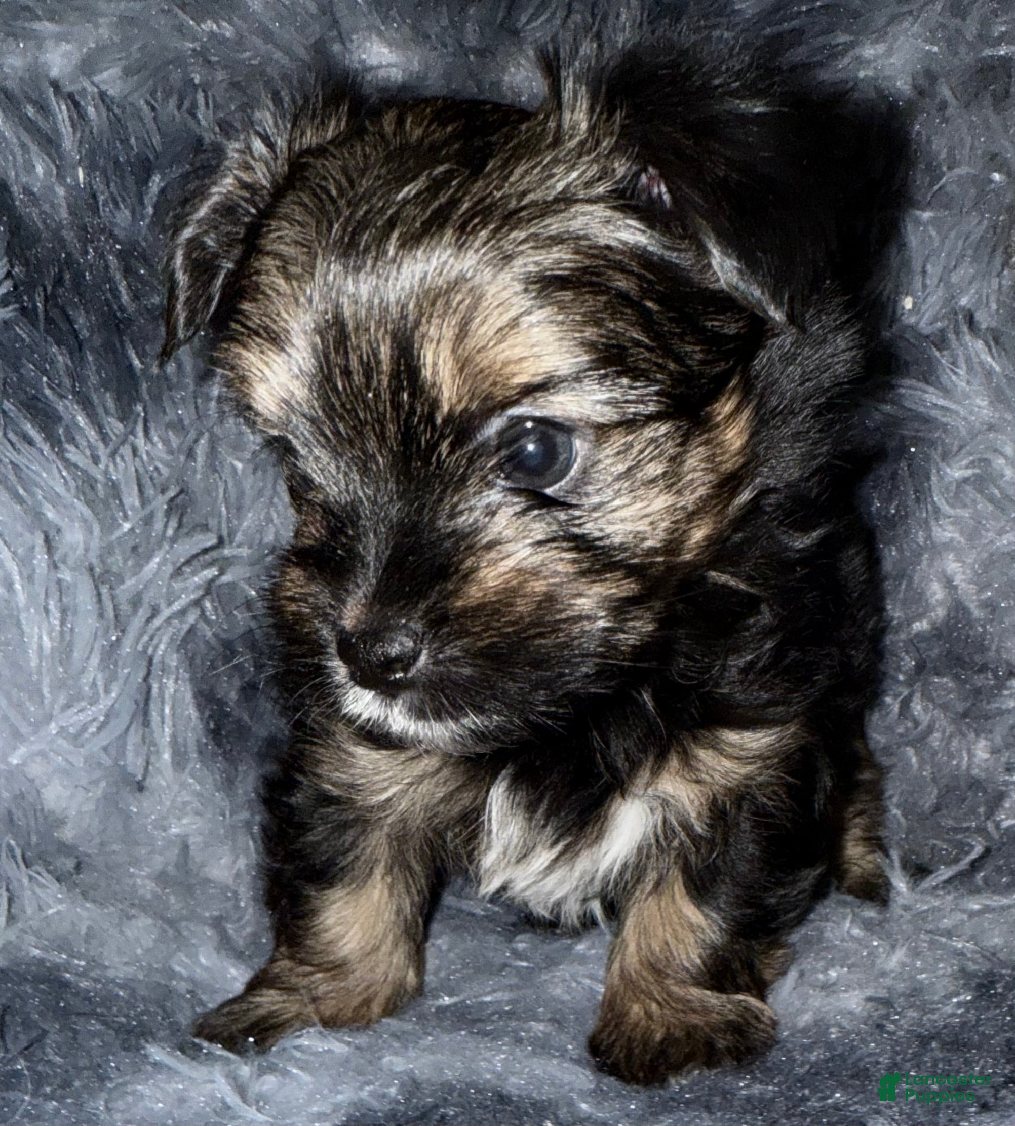 Yorkshire Terrier dogs Dash - Ad 2