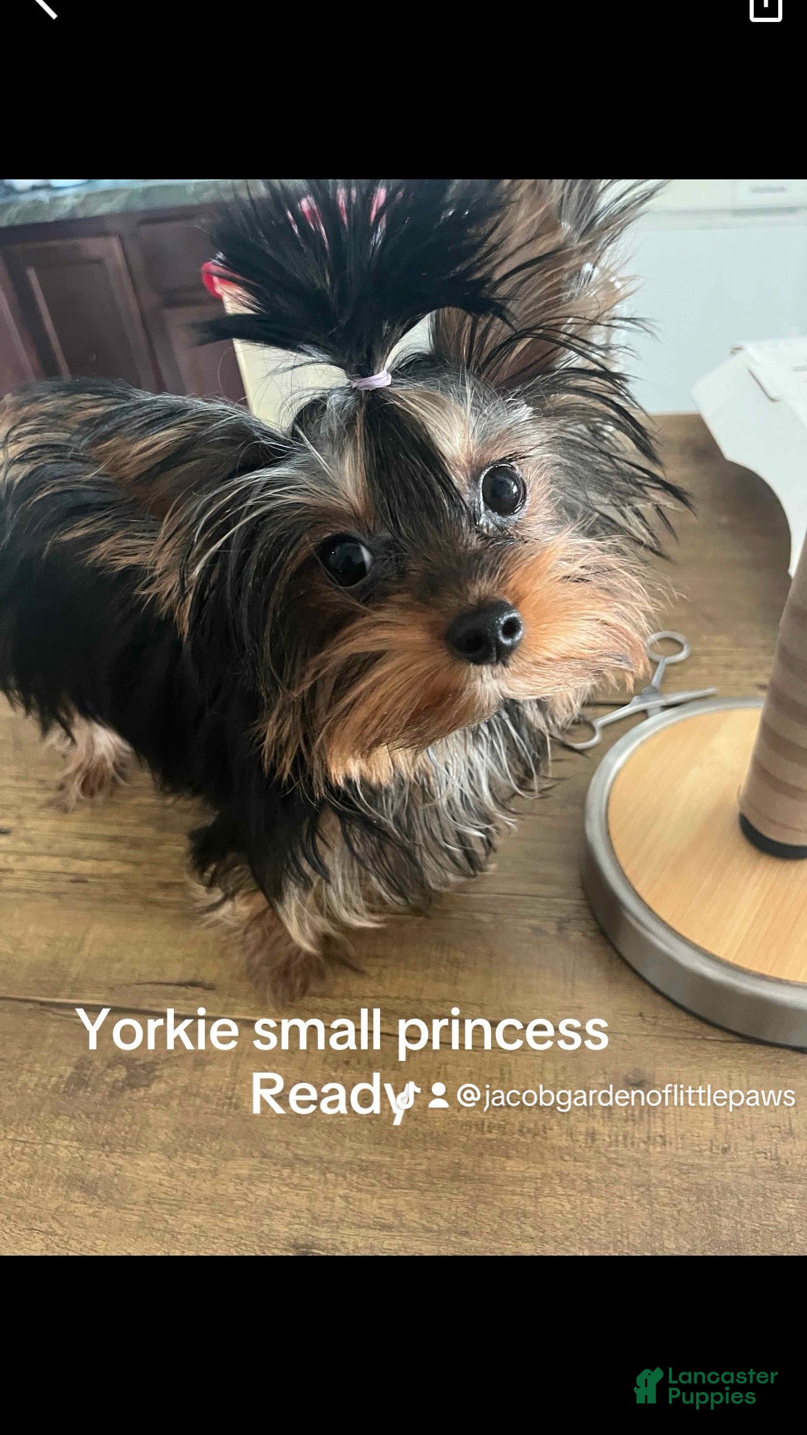 Yorkshire Terrier dogs Yorkshire Terrier 1 - Ad 2