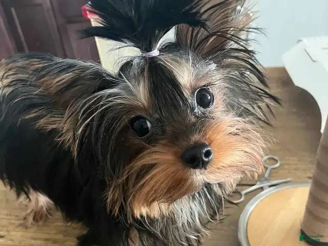 Yorkshire Terrier dogs for sale: Yorkshire Terrier 1 - Ad 2