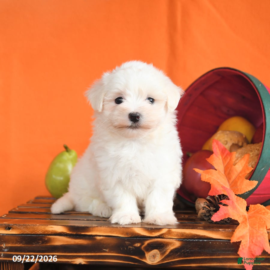 Maltese dogs Oliver - Ad 1
