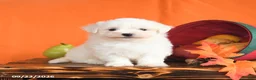 Maltese dogs for sale: Oliver - Ad 1