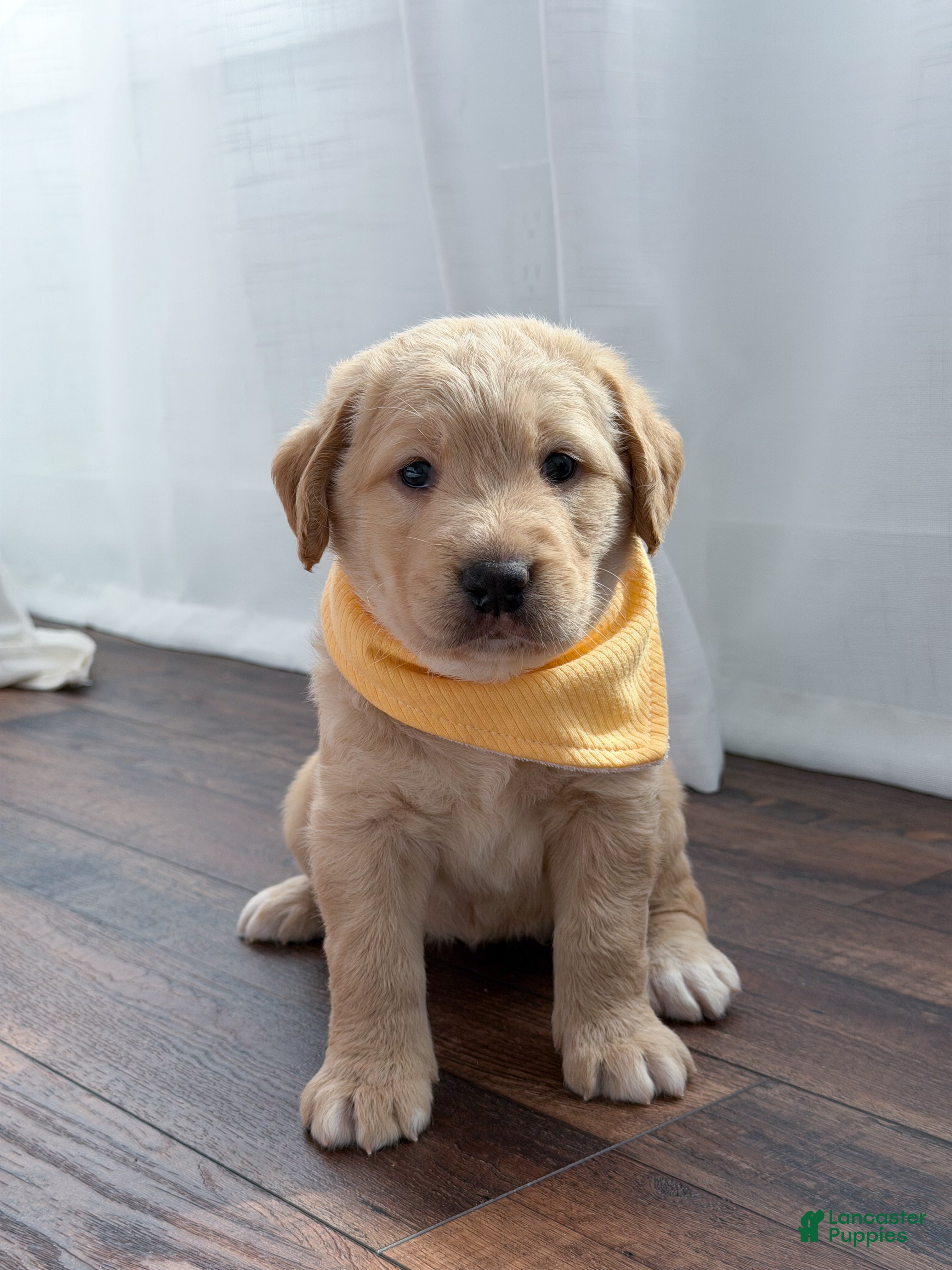 Labradoodle dogs Navy  - Ad 1