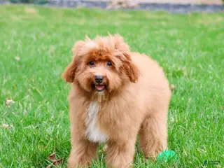 Cavapoo dogs Charles - Ad 3