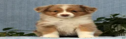 Miniature Australian Shepherd dogs for sale: Remi - Ad 3