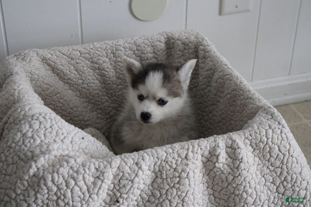 Pomsky dogs for sale: Lexi - Ad 5