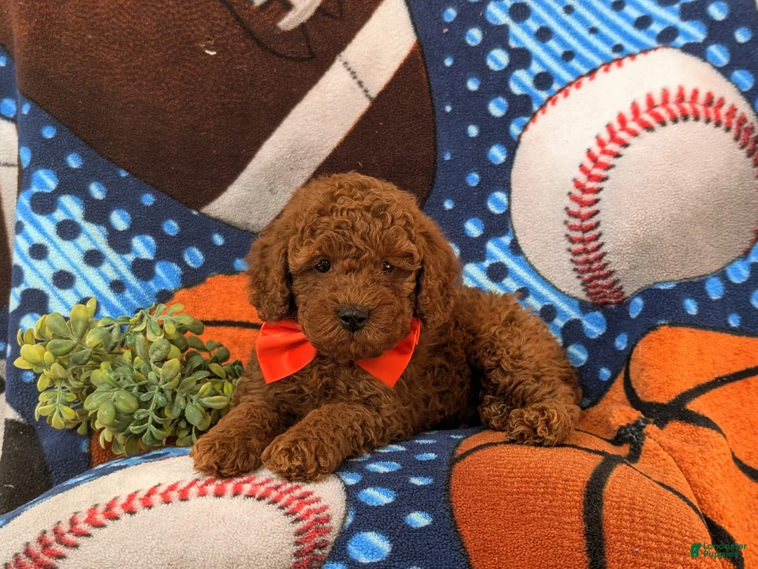 Miniature Poodle dogs for sale: Dallas 10 lbs Full Grown - Ad 6