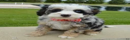 Mini Bernedoodle dogs for sale: Bella - Ad 13
