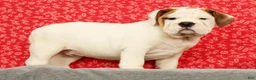 Beabull dogs for sale: Ziggy - Ad 3