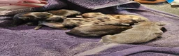 Chow Chow dogs for sale: Lilac male - Ad 5