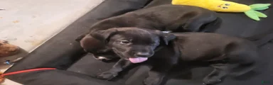 American Pit Bull Terrier 5