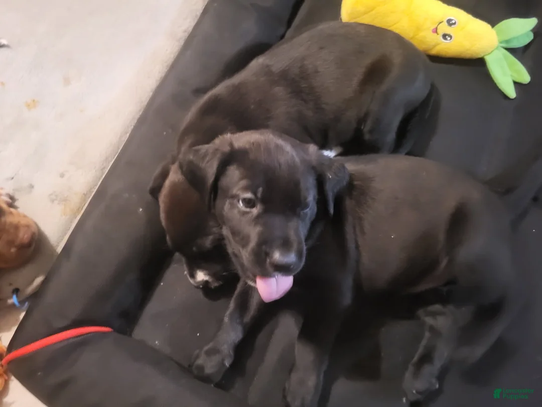 American Pit Bull Terrier dogs for sale: American Pit Bull Terrier 5 - Ad 1