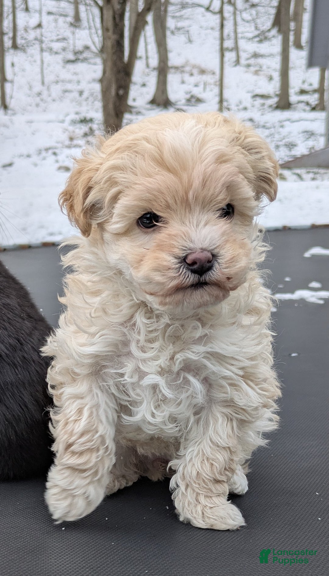 Mini Bernedoodle dogs for sale: Mini Bernedoodle Puppy 1 - Ad 5