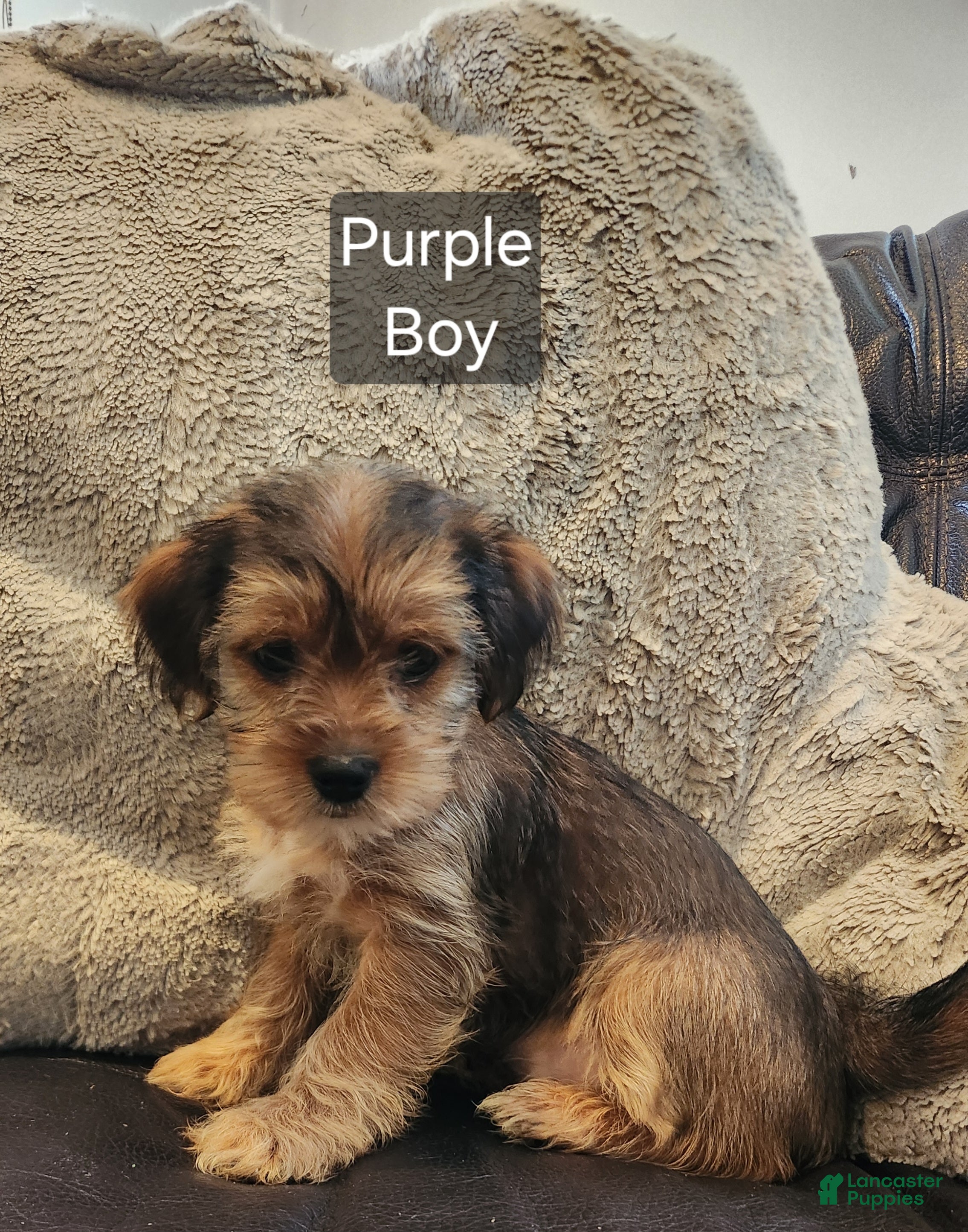 Shorkie dogs for sale: Shorkie 1 - Ad 2